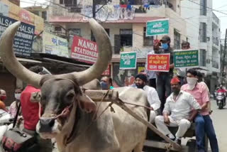 sp workers protest by riding a bullock cart against petrol diesel price hike