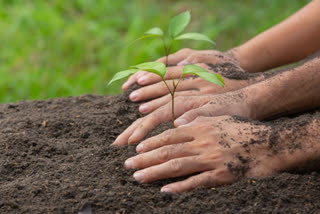 One lakh tree saplings planted World Environment Day Alapuzha  One lakh tree saplings planted  World Environment Day  Alapuzha  പരിസ്ഥിതി ദിനം : സഹകരണ സംഘങ്ങളിലൂടെ ഒരു ലക്ഷം തൈകൾ നടുന്നു  പരിസ്ഥിതി ദിനം  സഹകരണ സംഘങ്ങളിലൂടെ ഒരു ലക്ഷം തൈകൾ നടുന്നു  പരിസ്ഥിതി ദിനം: ആലപ്പുഴയില്‍ സഹകരണ സംഘങ്ങള്‍ വഴി ഒരു ലക്ഷം തൈകൾ നടുന്നു  ഒരു ലക്ഷം തൈകൾ നടുന്നു  സഹകരണ സംഘങ്ങള്‍