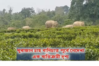 opposite-scene-of-man-elephant-conflict-view-at-thurajan-tea-estate