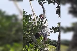 youngsters climb a tree for a network