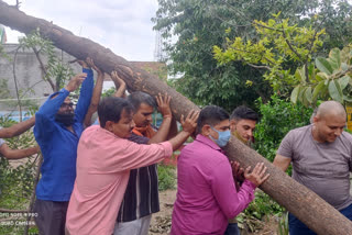 trees-uprooted-due-to-storm-are-re-planting