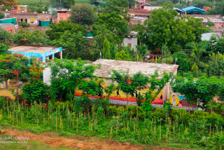 Aurangabad World Environment Day Special -mamdapur school look one green forests