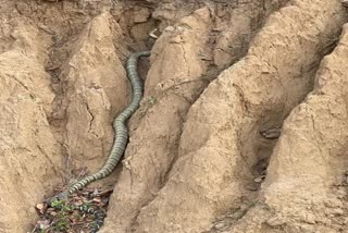 worlds longest snake