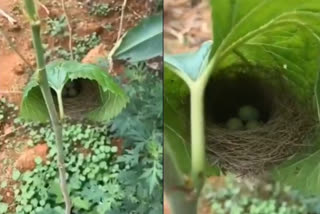 Bird builds nest inside a leaf