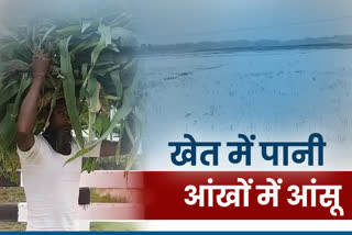 crop in 700 hectares completely ruined after Yaas cyclone in Pakur