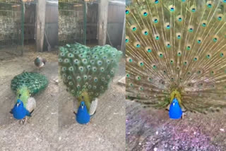 inernet amazed by Peacock. when it Peacock shows off its feathers