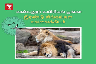 Two lions are critical in vandalur zoo