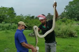 python rescued