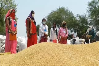 wheat procurement was highest in jabalpur