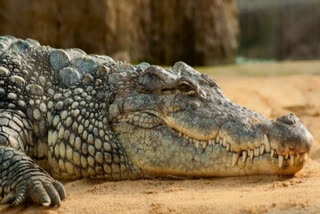 crocodile caught