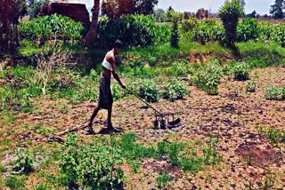 environment-lover-rajendra-manjhi-planted