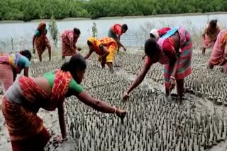 mangrove-tree-is-being-planted-in-canning