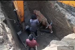 rescue of cow that fell in pit in khargon