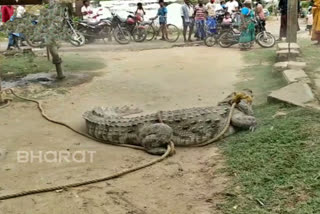 ಮೊಸಳೆ