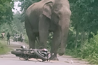 wild elephant at high road in karbi anglong