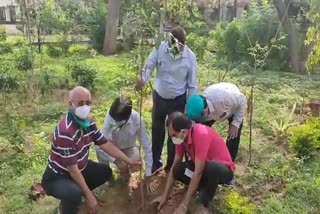 Rajasthan News,  Plantation in Alwar
