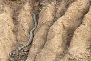 worlds-longest-snake-king-cobra