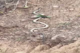 world longest snake king cobra himachal