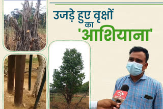 Trees are transplanted in Jhalana forest of Jaipur