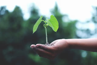 peepul-tree-planting-challenge