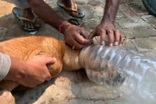 Dog head trapped in a box in Hazaribag