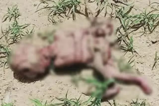 Newborn's body found in the field in Nagaur