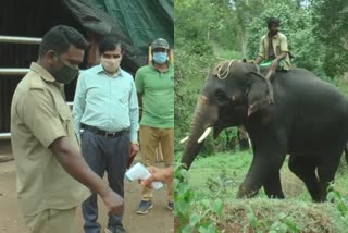 precautionary-measures-taken-in-mudumalai-elephant-forest