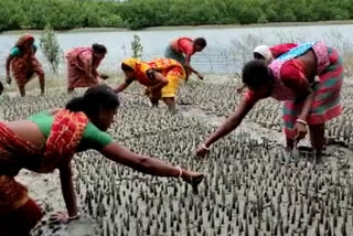 Unplanned mangrove afforestation spelling doom for Sunderbans' green cover