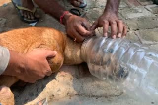 Dog head trapped in a box in Hazaribag