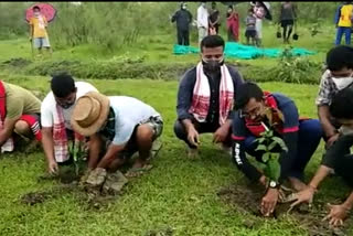 tree plant by aasu at Janjimukh teok