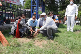 tree plantation in Muzaffarnagar