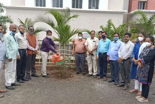 Plantation in Sangli District Court