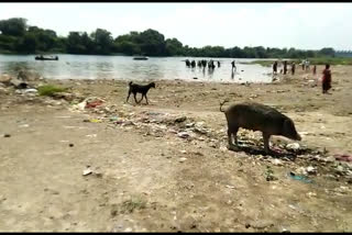 दक्षिण काशी पैठणनगरीत गोदावरीला गटाराचे स्वरुप