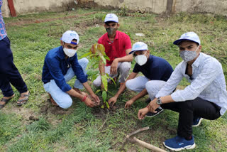 Students did tree plantation