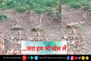 snake couple playing  snake couple playing video  snake couple playing viral video  etah snake couple playing video  snake playing viral video  etah video  etah news  सहोरी गांव  जैथरा थाना क्षेत्र  सहोरी गांव वायरल वीडियो  एटा सांप वायरल वीडियो  एटा वायरल वीडियो