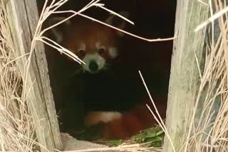 a red panda born in darjeeling padmaja naidu zoological park