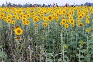 farmers are increasing interest on sunflower cultivation in birbhum