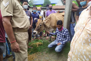 cattle thief caught in hojai