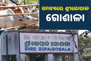 ଚର୍ଚ୍ଚାରେ ଅନୁଗୋଳର ଗୋ ସେବକ, 900 ଗାଈଙ୍କୁ ଯୋଗାଉଛନ୍ତି ଆହାର