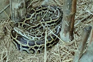 snake rescued in baksha