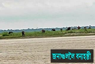 herd-of-wild-elephants-come-from-kaziranga