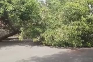 tree fallen in dwarka after storm