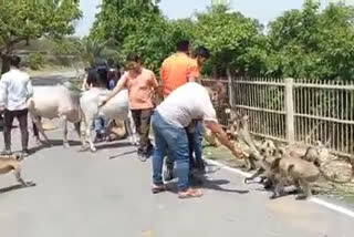 Tourism closed in Chittorgarh, Chittor Fort