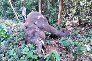 elephant death in dhenkanal