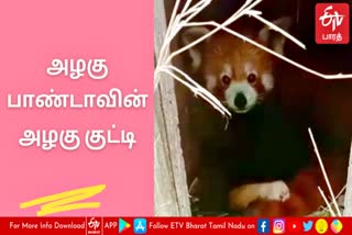 சிவப்பு பாண்டாவின் குட்டி