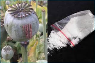 youth-and-woman-arrested-with-opium-and-chitta-in-sundernagar