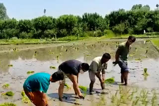 Sujit Kumar joins farmers in sowing paddy