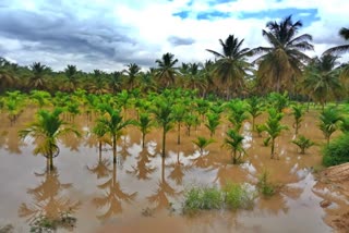 Water accumulated in plant