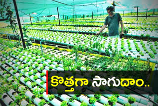 coriander crop in pipes at Hyderabad