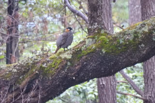 Koklass Pheasant bird found in Arunachal